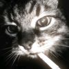 vico_bt
