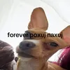 neznakomkameow