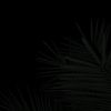 mishel47001