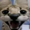 mogulazo4