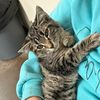 firsttimecatmom3