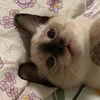 kumimylover