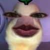duckyylaa