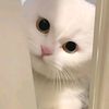 ly_ruby52