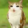meowl_viral