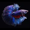Mrbetta