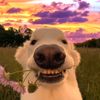 2hofedwhi1wxvq