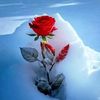 khalid46172