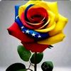 yolymarbelysacost