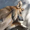 elquenix3