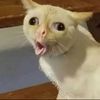 meow7meow4