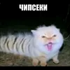 mr.hamster_nvkz