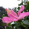 syi_afshaeni