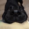 texthelabradorretriever