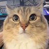 Happy kitty