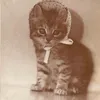 x_.meow5