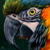 snow.bird90