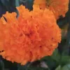 hadeali__
