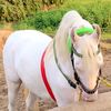 mian.ahsan700