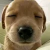 hieu_kousuke