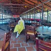 ngochang_1983