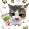 daa.matcha