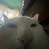kat.fis