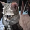 caohoangan1234