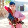 usman512564