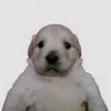 creamocookie6