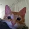 hdhddgj1