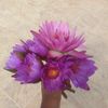 iranganipradipa