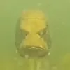 bdhdhdjss