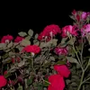 kcha_gardi445