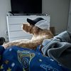 toastedbreadvol2