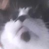 mila_da_cattt__