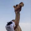 بدوي طربان😈