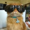 bpsbennybearsecret