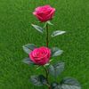 rajib.islam9727