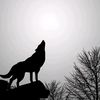 wolf.wolf43