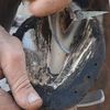 Sanjose farrier