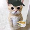stariiepawss