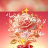 soelqady3