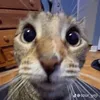 phong_nek10