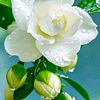 awolad.hossain73