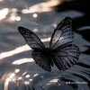 butterfly426684