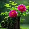 baran.afshar1367