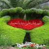 sayed.114