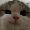 amaliazt_ytta