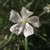 abboudaboudialdar